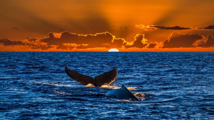 Oahu: Whale Watching Cruise Whales Guaranteed - Meeting at Kewalo Basin Boat Harbor