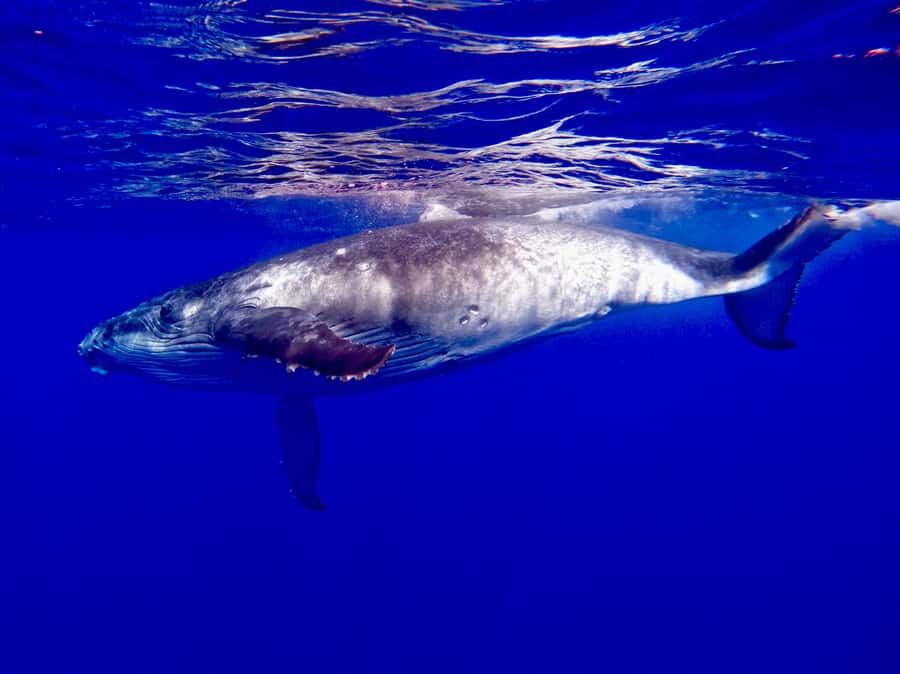 Oahu: Whale Watching Cruise Whales Guaranteed - What you see from Waikiki Beach to Diamond Head Lighthouse