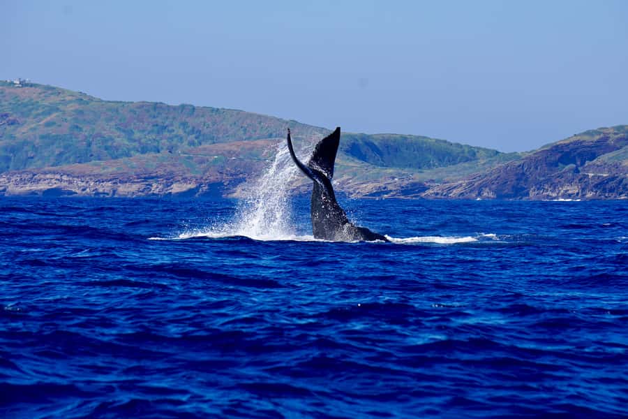 Oahu: Whale Watching Cruise Whales Guaranteed - A double-decker boat with two ways to watch