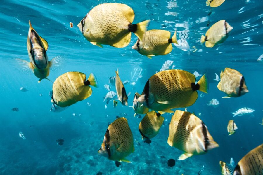 Oahu: Wild Dolphins Swim Turtle Snorkel Tour & Waterslide - Key points to know before you book