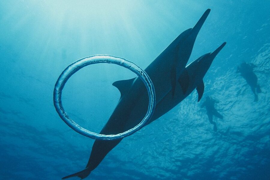 Oahu: Wild Dolphins Swim Turtle Snorkel Tour & Waterslide - Booking, cancellation, and timing tips