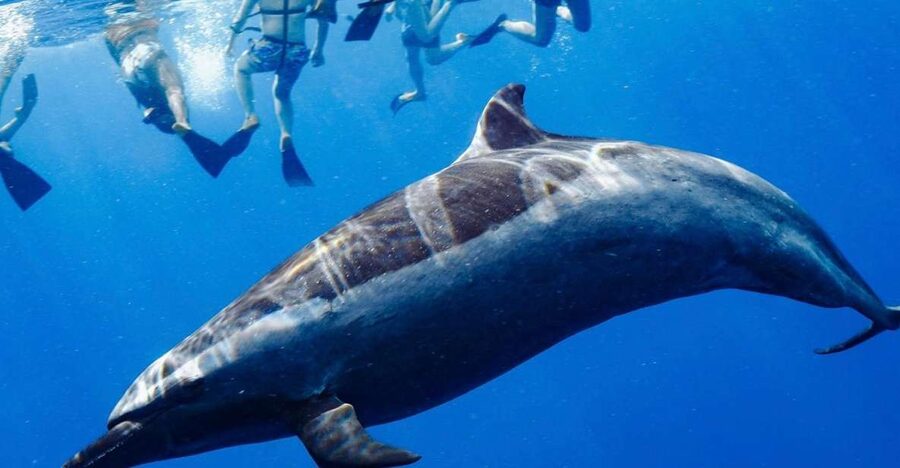 Oahu: Wild Dolphins Swim Turtle Snorkel Tour & Waterslide - A western Oahu morning on the water
