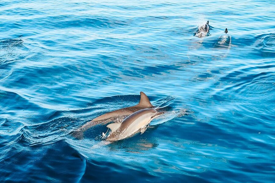 Oahu: Wild Dolphins Swim Turtle Snorkel Tour & Waterslide - Swimming near wild dolphins, with realistic expectations