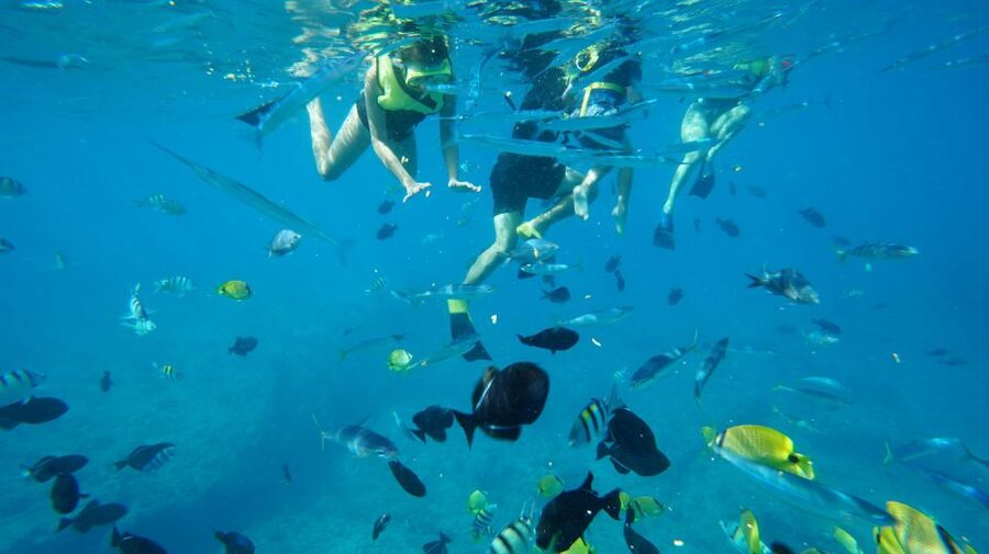 Oahu: Wild Dolphins Swim Turtle Snorkel Tour & Waterslide - Lunch between the dolphin and turtle stops
