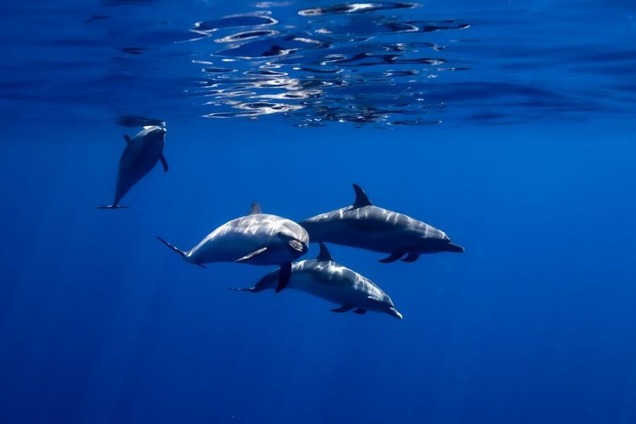 Oahu: Wild Dolphins Swim Turtle Snorkel Tour & Waterslide - Who will enjoy this tour most