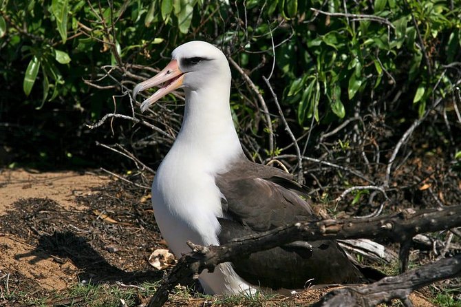 Off-Road Adventure Tour on Oahu's North Shore - Walking the coast instead of only riding past it