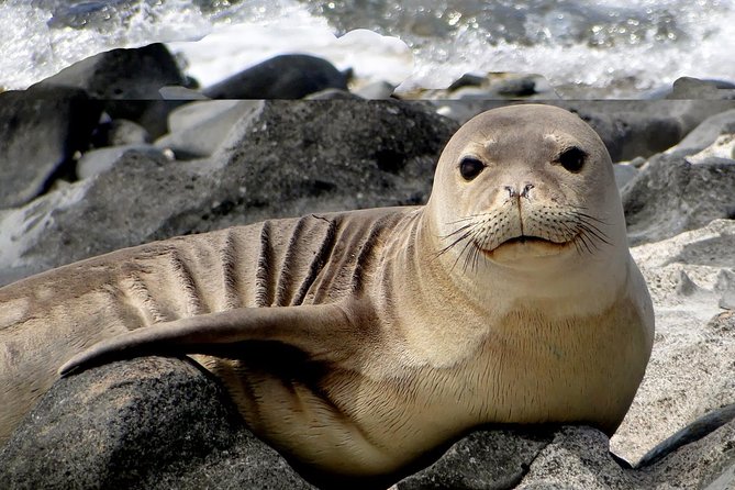 Off-Road Adventure Tour on Oahu's North Shore - Wildlife along the North Shore