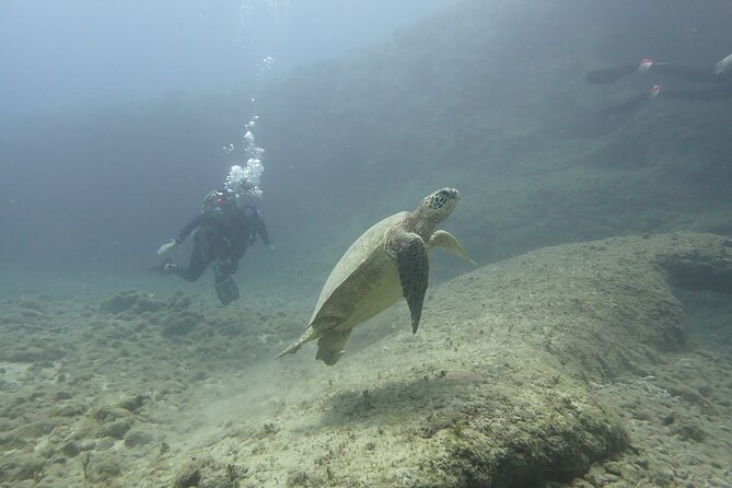 Open Water Scuba Certification - Day one: final exam review and beach-based skills