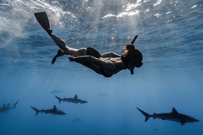 Open Water Shark Dive - Key points at a glance