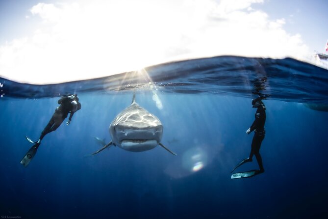 Open Water Shark Dive - From Haleiwa Harbor to the open sea