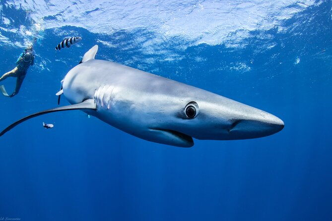 Open Water Shark Dive - What you may see below the surface