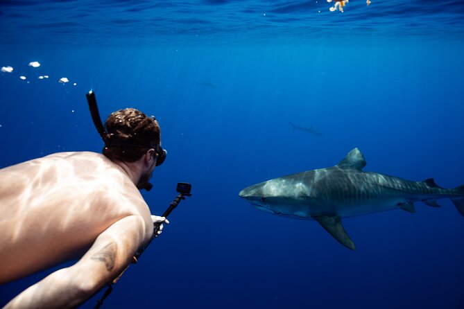 Open Water Shark Dive - Staying calm in an open-water setting