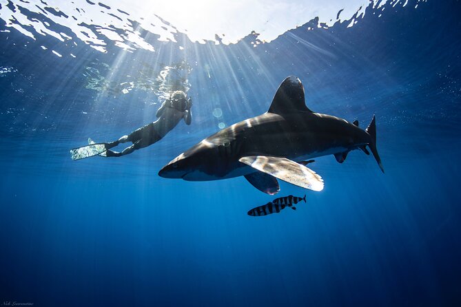 Open Water Shark Dive - The briefing makes the difference