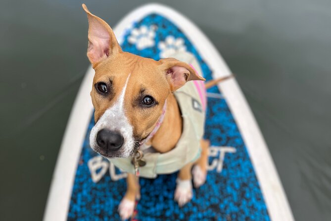 Paddle Board North Shore with Rescue Dogs - Meeting Phoenix at Blue Planet Haleiwa