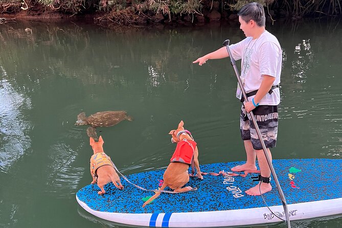 Paddle Board North Shore with Rescue Dogs - When the dogs join your board
