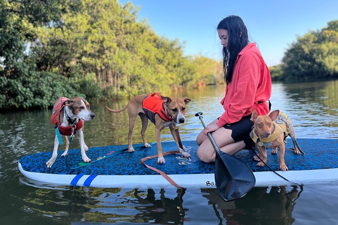 Paddle Board North Shore with Rescue Dogs - Photos, videos, and the value of a free hand