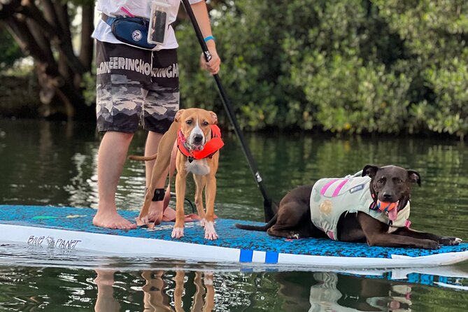 Paddle Board North Shore with Rescue Dogs - Returning to the beach at Rainbow Bridge