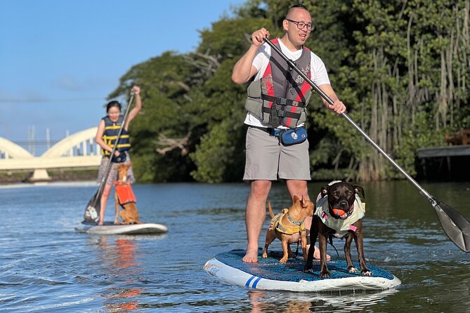 Paddle Board North Shore with Rescue Dogs - What $150 buys you on Oahu
