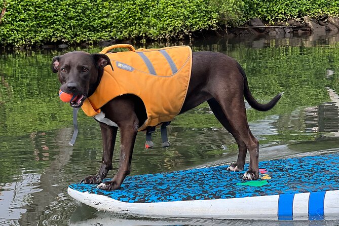 Paddle Board North Shore with Rescue Dogs - Who will enjoy this most