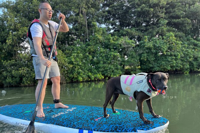 Paddle Board North Shore with Rescue Dogs - Learning the basics before the river
