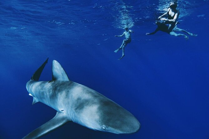 Pelagic Shark Dive Tour - Key points to know before you book