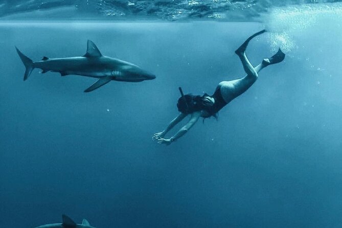 Pelagic Shark Dive Tour - Meeting sharks without a cage