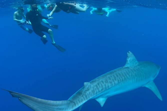 Pelagic Shark Dive Tour - Is $150 a fair price?