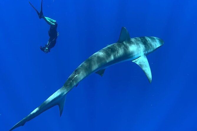 Pelagic Shark Dive Tour - Who should book this North Shore outing