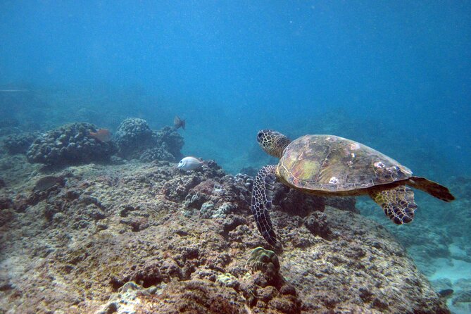 Private 5Hrs Island Tour with 2Hrs Sail and Snorkel with Turtles - Halona Blowhole and the coast near Hanauma Bay