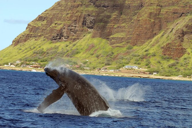 Private and Luxurious Sunset Cruise with Whale & Dolphin Watch - Practical Details to Know Before You Go