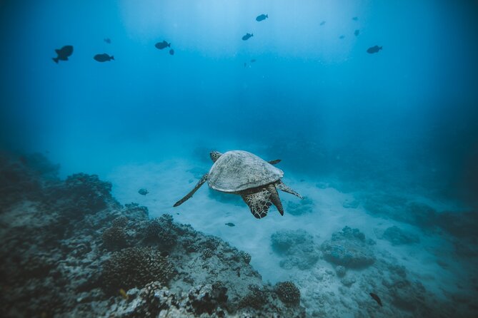 Private Boat Charter in Waikiki for Snorkeling and Events - Why a private Waikiki boat changes the day