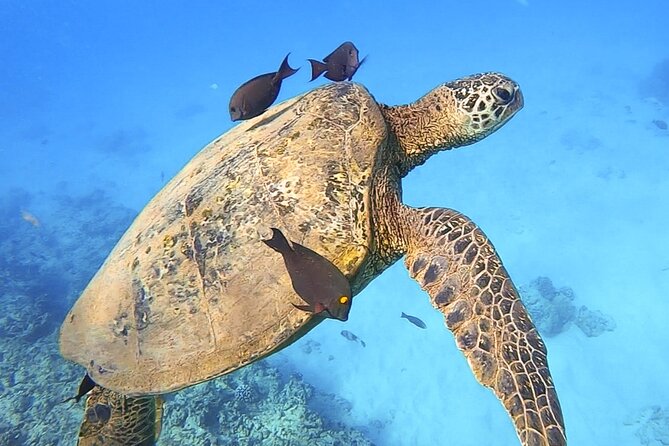 Private Catamaran Charter in Waikiki (1-6 Guests) - Diamond Head views and marine life from offshore