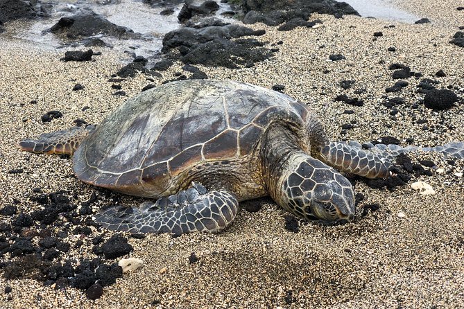 Private Circle Island Tour we build your dream Itinerary - North Shore: turtles, surf, and small-town stops