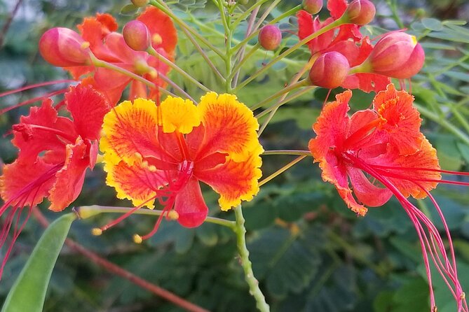 Private Dole,Garlic Shrimp,Haleiwa,North Shore Customizable tour - Who should book this Oahu tour?