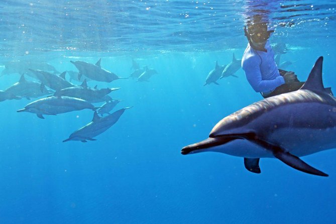 Private Dolphin Swim with Slide for up to 15 Passengers - Key points to know before booking