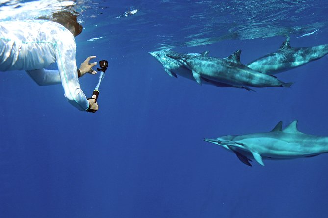 Private Dolphin Swim with Slide for up to 15 Passengers - A 55-foot boat built for private groups