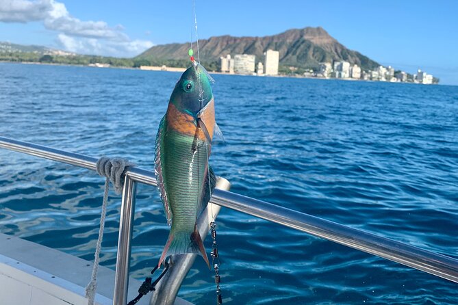 Private Fishing Charter for Family and Friends in Honolulu - Watch for turtles, dolphins, and whales
