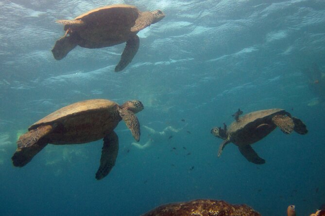 Private Sea’fari Expedition • 8 Guests Included (Expandable) - Leaving from Waianae for Oahu’s west coast