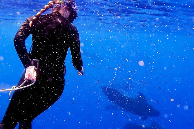 Private Sea’fari Expedition • 8 Guests Included (Expandable) - Kaena Point State Park from the water