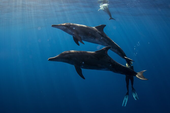 Private Shark Dive, Oahu, Hawaii (6 Guest) - Shark sightings, plus possible bonus wildlife