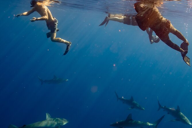 Private Shark Dive, Oahu, Hawaii (6 Guest) - Why a private booking can be worth $753.99
