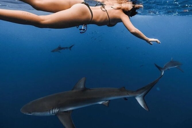 Private Shark Dive, Oahu, Hawaii (6 Guest) - Who will enjoy this North Shore adventure most