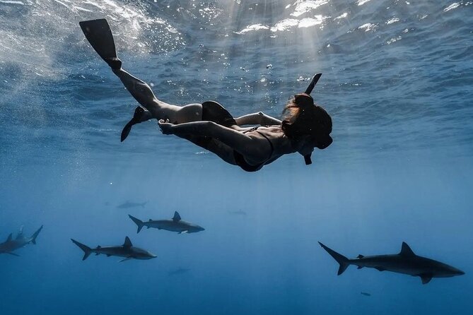 Private Shark Dive, Oahu, Hawaii (6 Guest) - How to make the most of the short schedule