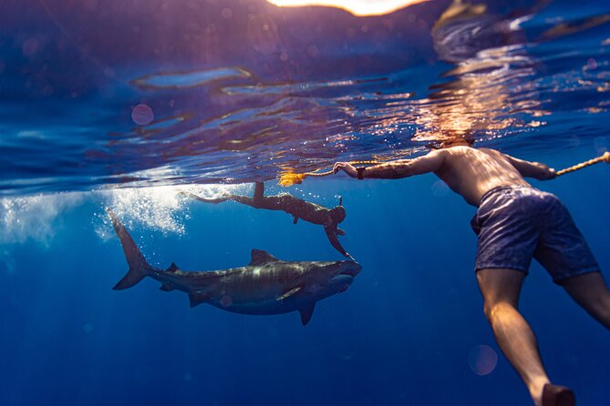 Private Shark Dive, Oahu, Hawaii (6 Guest) - Watching sharks with safety divers nearby