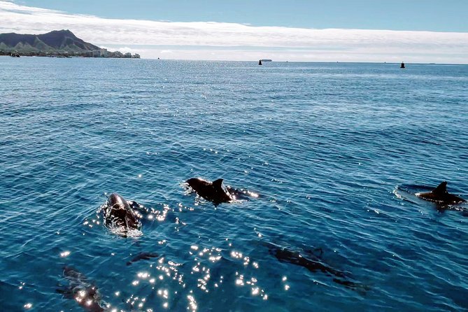 Private Snorkeling and Wildlife on The Adventure Boat - How the guides shape the experience
