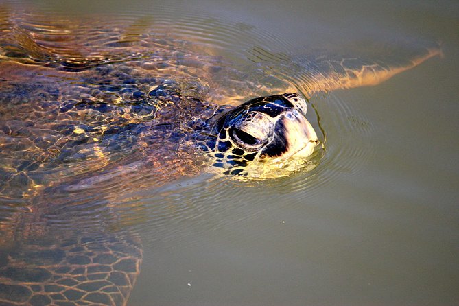 Private Stand up Paddle Lesson and Tour (for 1 or more paddlers) - What the instructors add