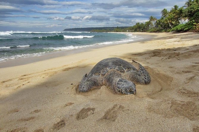 Private Tour of Oahu for 6 to 11 people - up to 8 hours - Why a private Oahu circle tour works so well