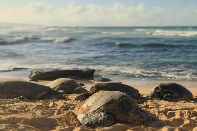 PRIVATE TOUR-Ultimate North Shore Experience - Walking to Waimea Falls