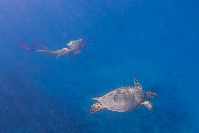 Private Turtle Snorkel & Cruise Waikiki - Booking ahead and handling bad weather