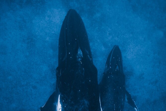Private Whale Watching Activity: 6 passengers max - What Captain Phil and the crew add
